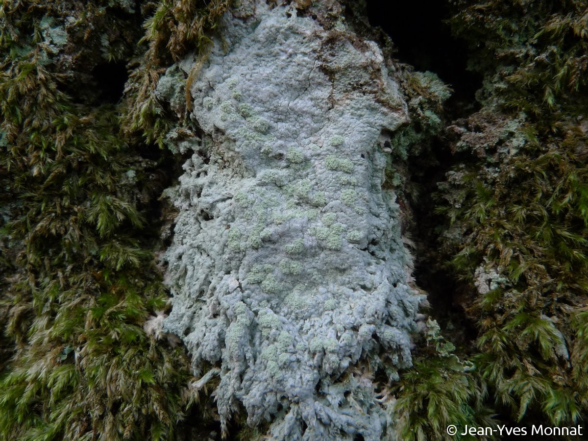 <i>Ochrolechia androgyna</i>  thalle et soralies, sur écorce moussue (29, Huelgoat)