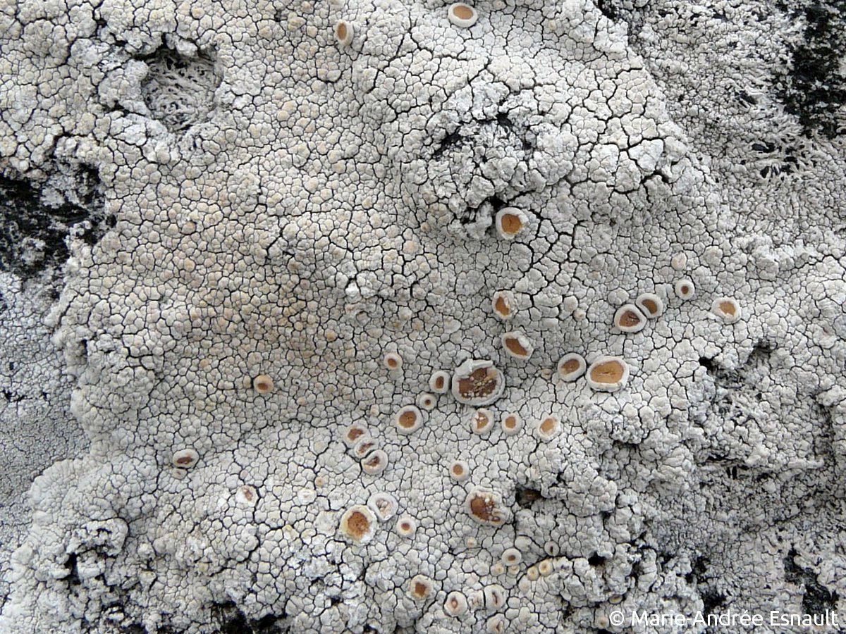 <i>Ochrolechia tartarea</i>  thalle et apothécies (Écosse)