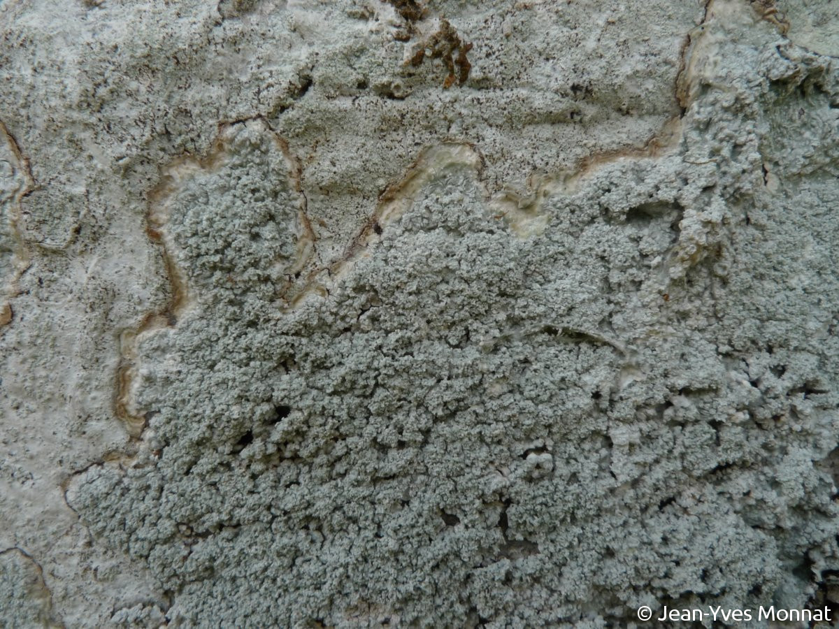 <i>Ochrolechia turneri</i>  rhalle et soralies granuleuses (56, Berné)