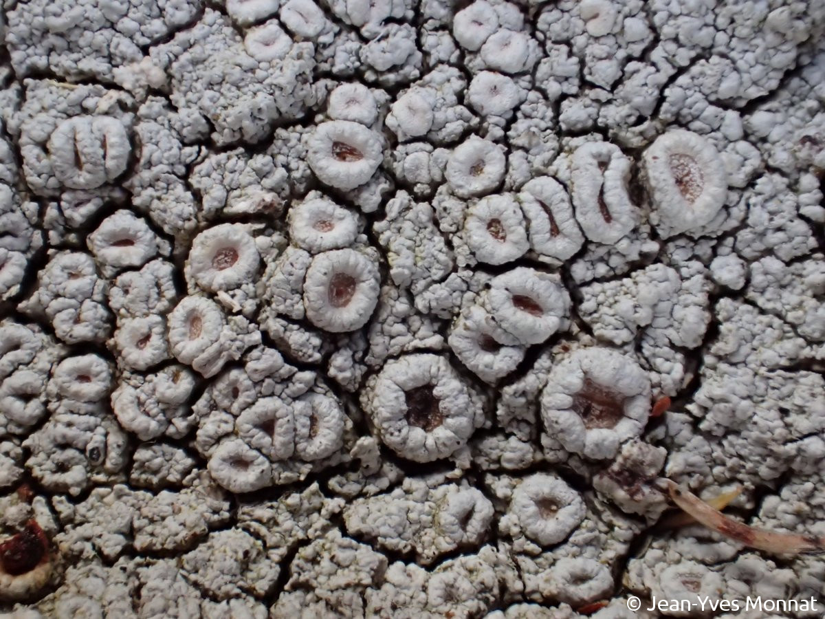 <i>Ochrolechia tartarea</i>  thalle et apothécies, vue rapprochée (49, Beaulieu-sur-Layon)
