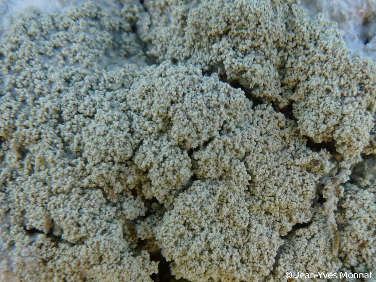 <i>Ochrolechia subviridis</i>  isidies soralifères, vue rapprochée (29, Huelgoat)