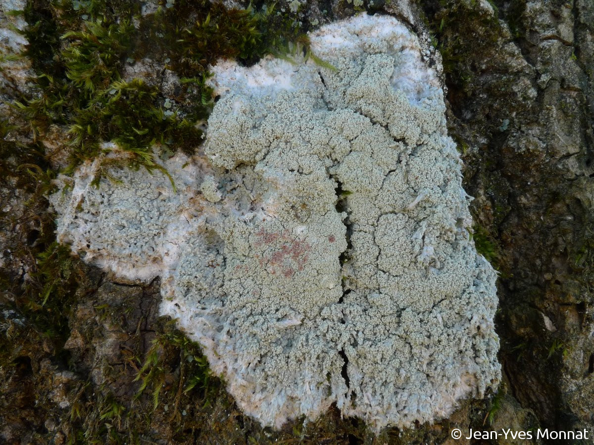 <i>Ochrolechia subviridis</i>  thalle et isidies (29, Huelgoat)