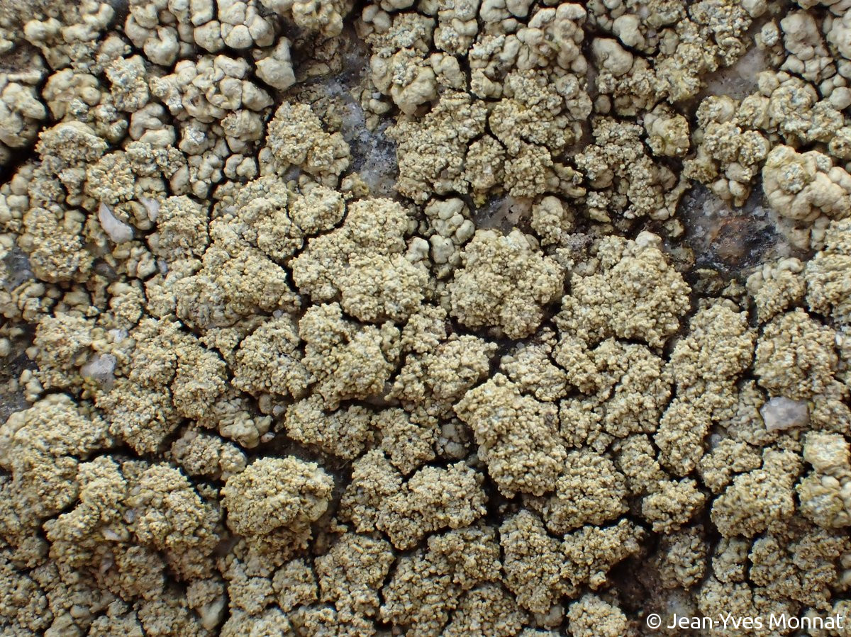 <i>Pertusaria flavicans</i>  soralies, vue rapprochée (29, Goulien)