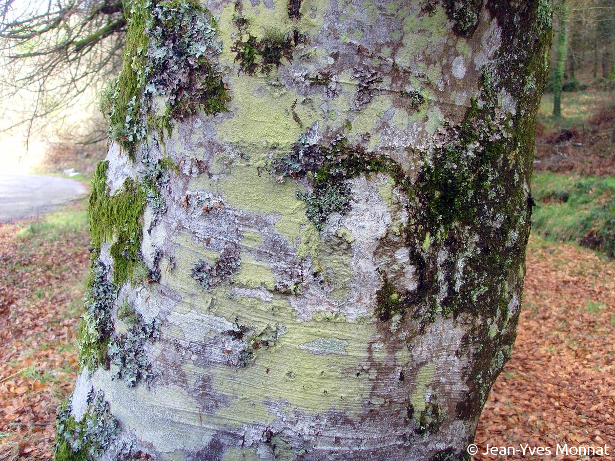 <i>Pertusaria flavida</i>  habitat (56, Berné)