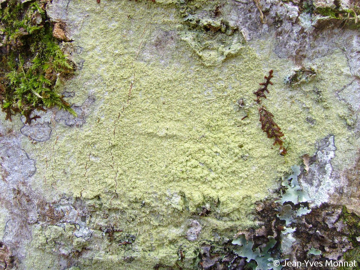 <i>Pertusaria flavida</i>  thalle et isidies (56, Berné)