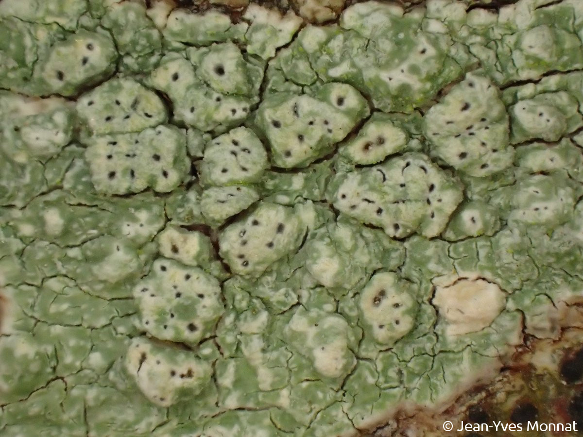 <i>Pertusaria pertusa</i>  verrues fructifères, comportant chacune plusieurs apothécies (points noirs) (29, Pont-Croix)