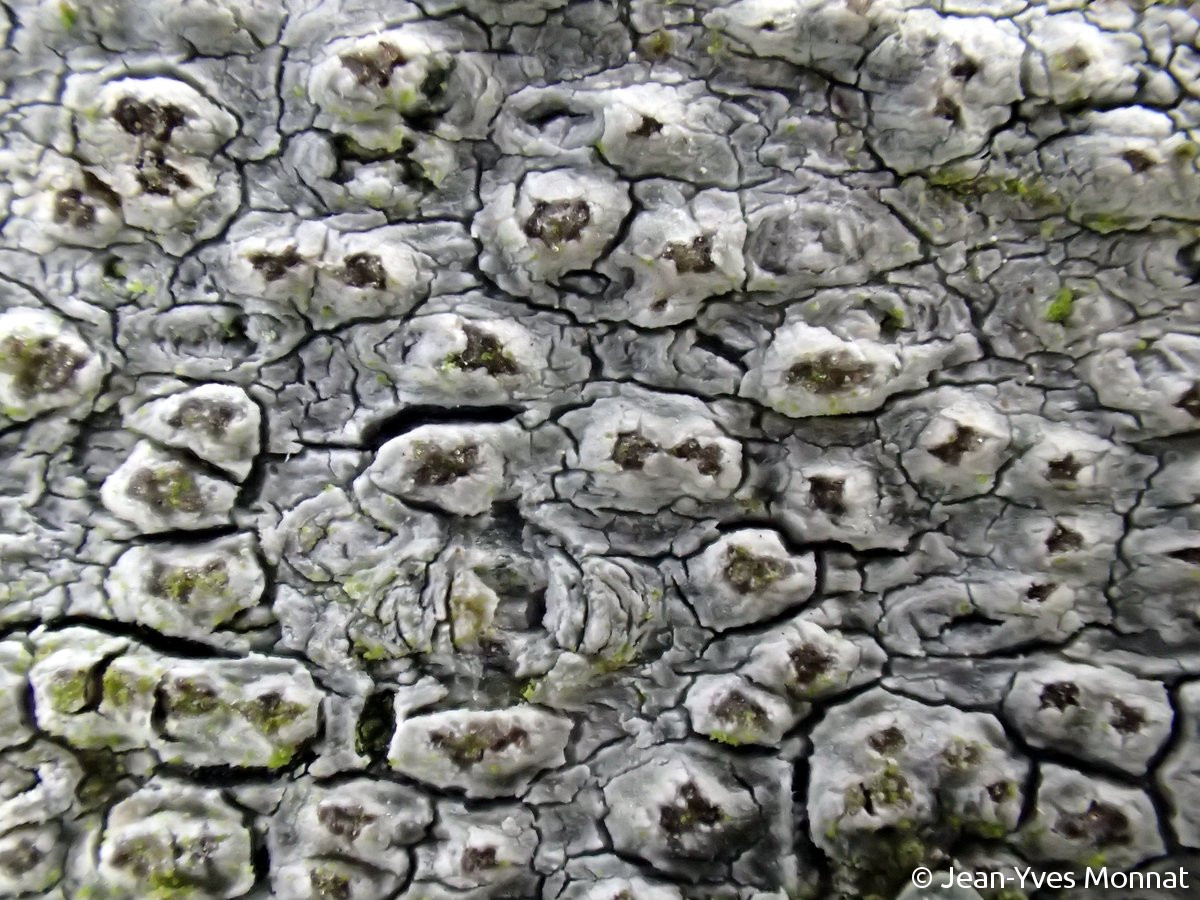 <i>Pertusaria pustulata</i>  verrues fructifères, vue rapprochée (29, Brasparts)