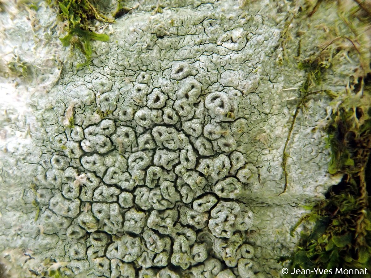 <i>Pertusaria hymenea</i>  thalle et verrues fructifères (29, Confort-Meilars)
