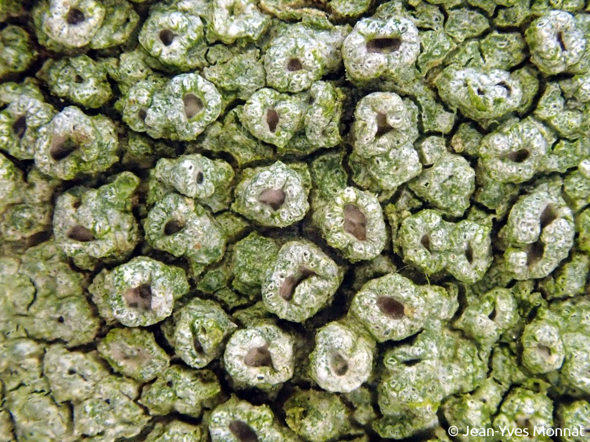 <i>Pertusaria hymenea</i>  verrues fructifères, vue rapprochée : disque apothécial visible (29, Confort-Meilars)