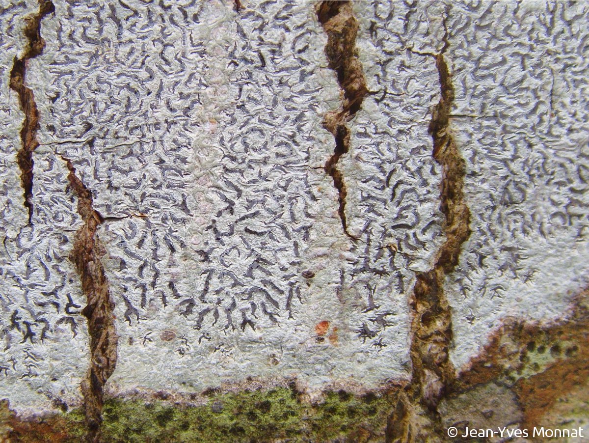 <i>Phaeographis dendritica</i>  thalle et lirelles (29, Cléden-Cap-Sizun)