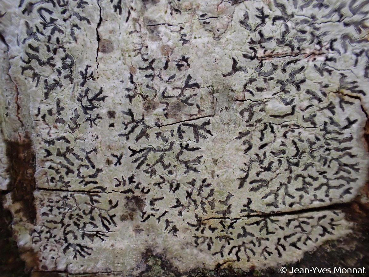 <i>Phaeographis dendritica</i>  thalle et lirelles (56, Nostang)