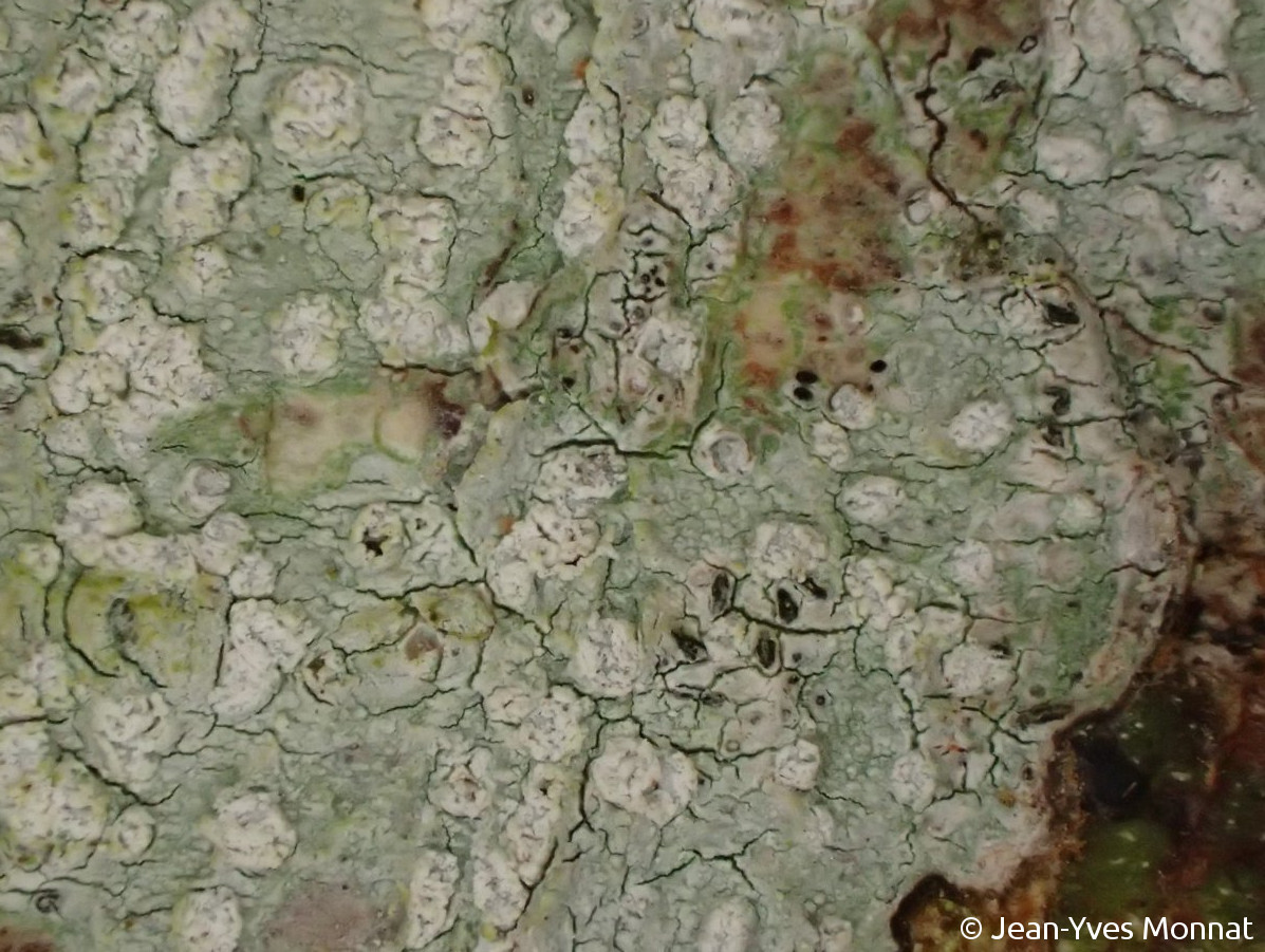 <i>Phlyctis agelaea</i>  thalle et apothécies (29, Pont-Croix)