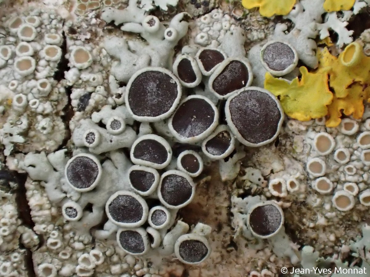 <i>Physcia stellaris</i>  thalle non maculé et apothécies (12, Rieupeyroux)
