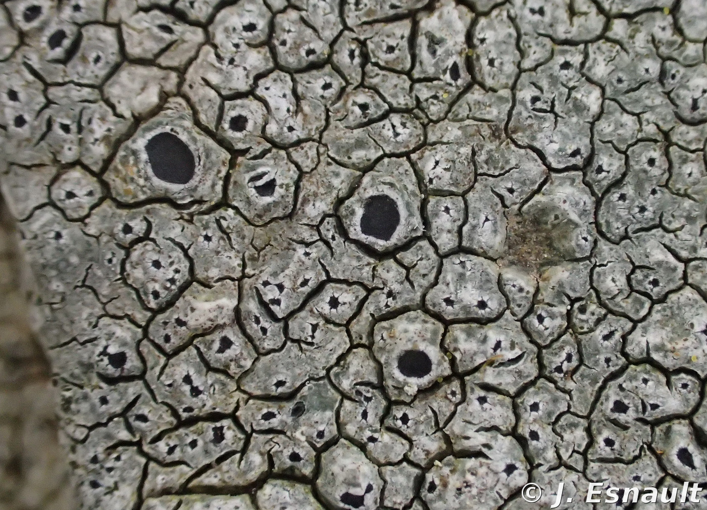 <i>Aspicilia caesiocinerea</i>  thalle et apothécies enfoncées à planes (56, Néant-sur-Yvel)