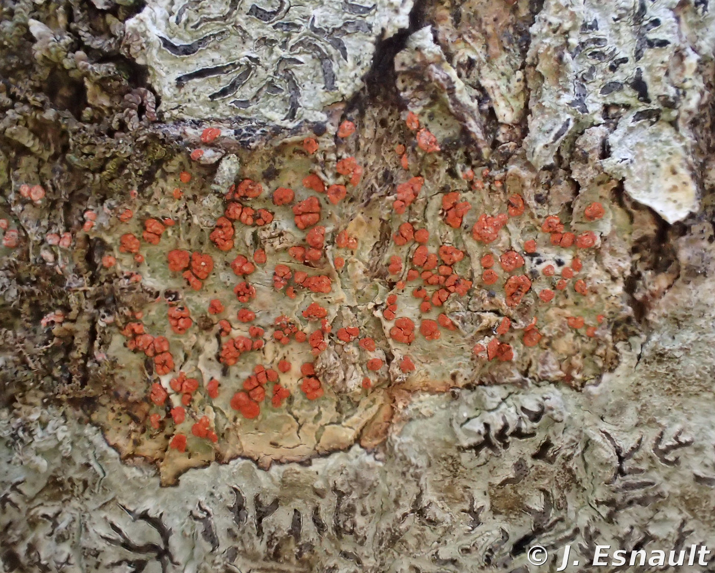 <i>Coniocarpon cinnabarinum</i>  apothécies arrondies et (très)  pruineuses (56, Néant-sur-Yvel)