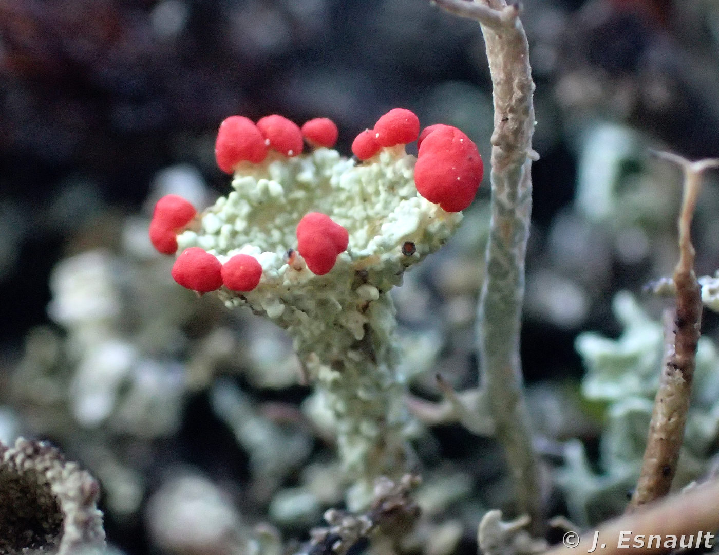 <i>Cladonia coccifera</i>  scyphe fertile (56, Néant-sur-Yvel)