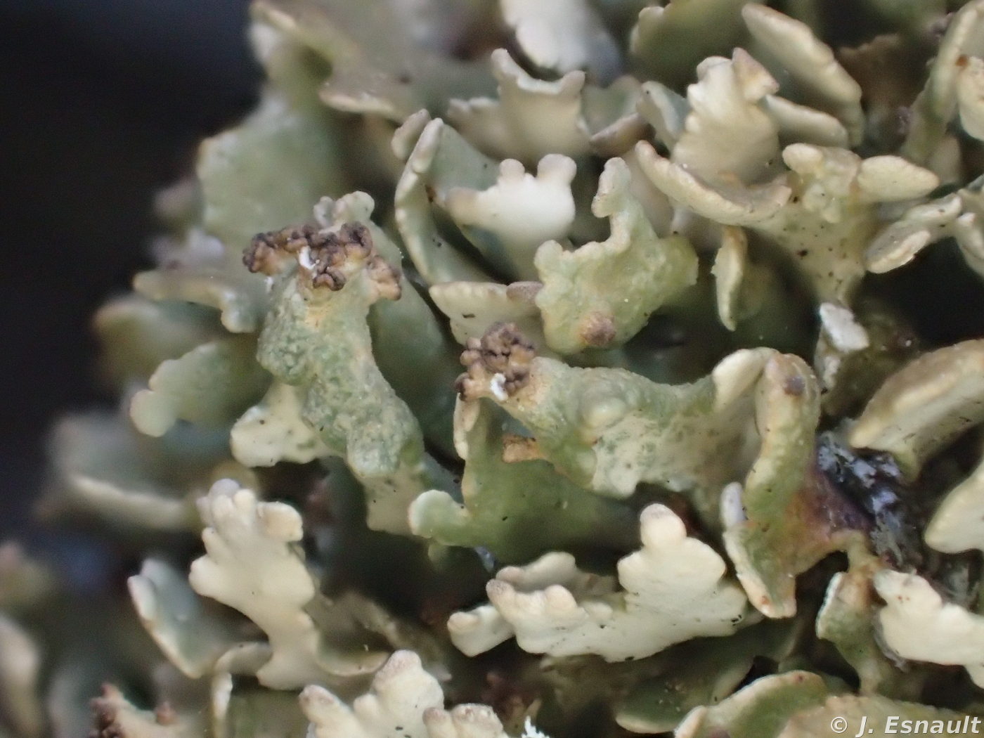 <i>Cladonia strepsilis</i>  détail des squamules fertiles (56, Loyat)