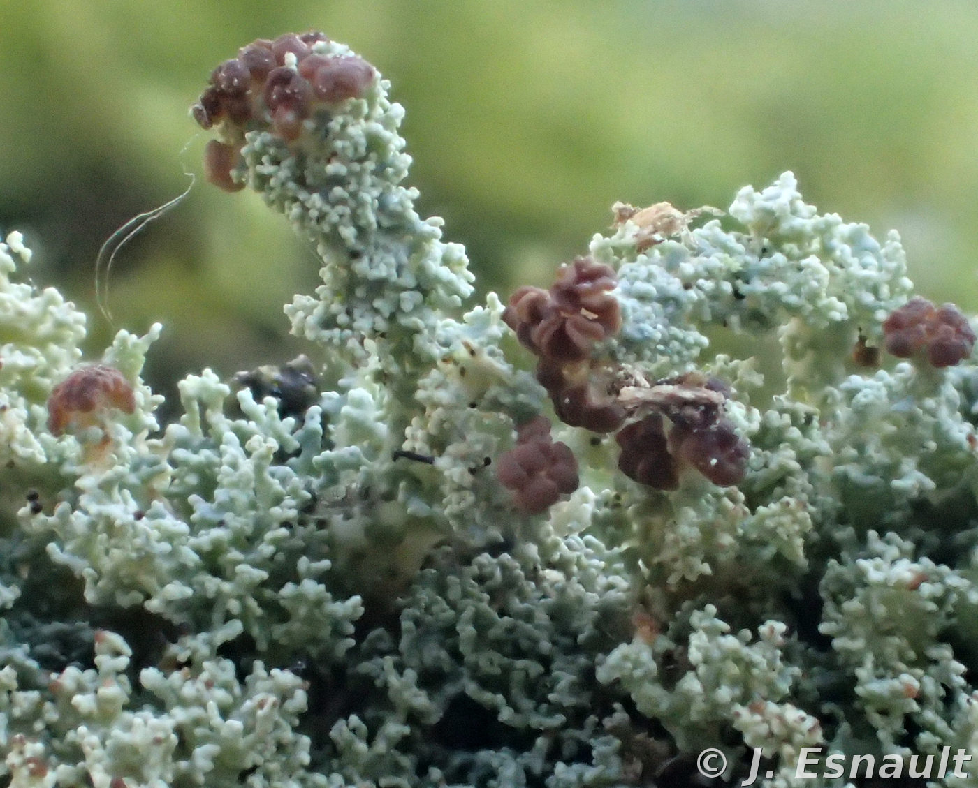 <i>Cladonia parasitica</i>  thalle primaire et podétions (56, Loyat)