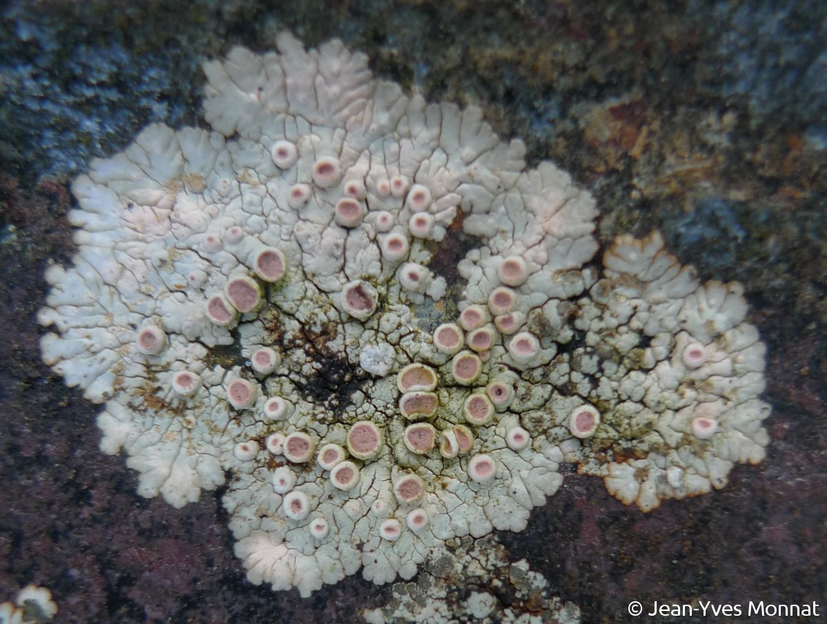 <i>Placopsis lambii</i>  thalle placodioïde et apothécies sur schiste ardoisier (29, Plounéour-Ménez)