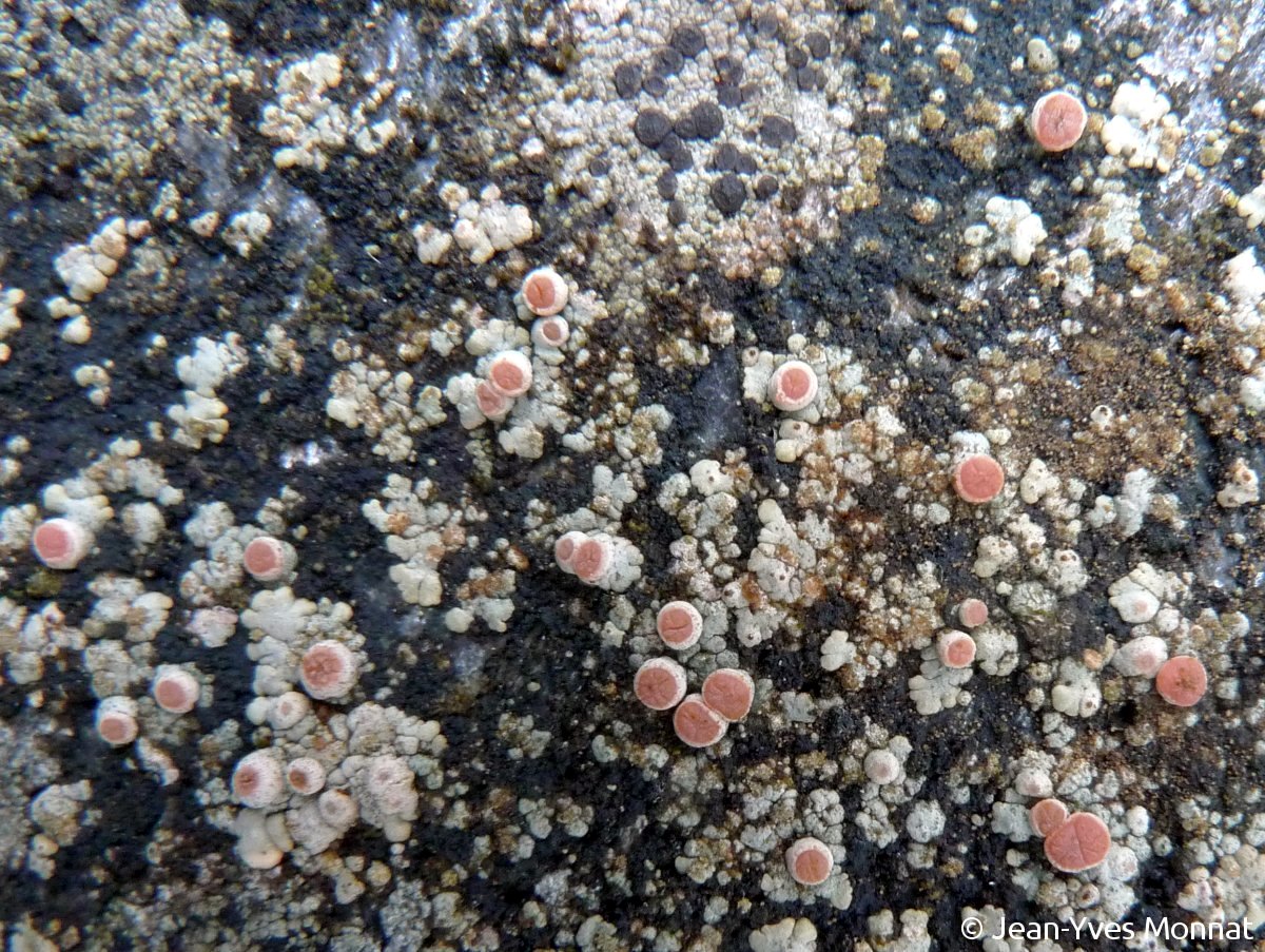 <i>Placopsis lambii</i>  thalle dispersé et apothécies (29, Plounéour-Ménez)