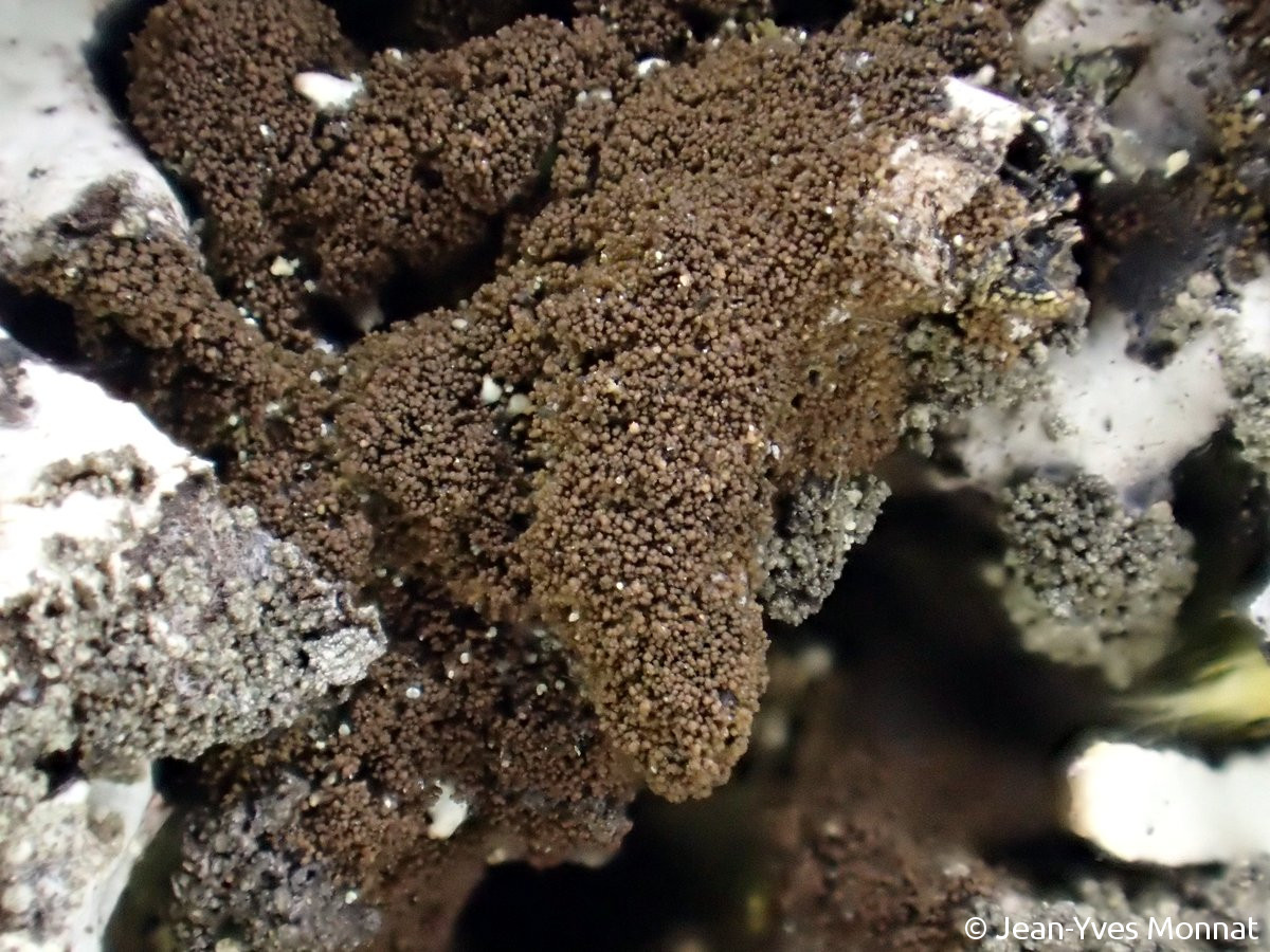 <i>Placynthiella icmalea</i>  thalle et isidies (56, Pluherlin)