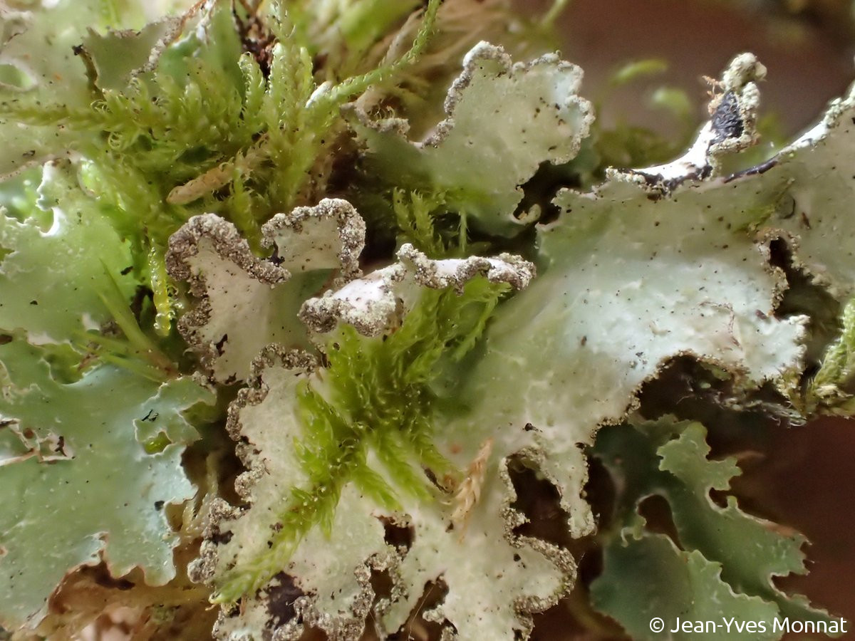 <i>Platismatia glauca</i>  lobes du thalle à extrémités sorédiées, sur écorce (08, Monthermé)
