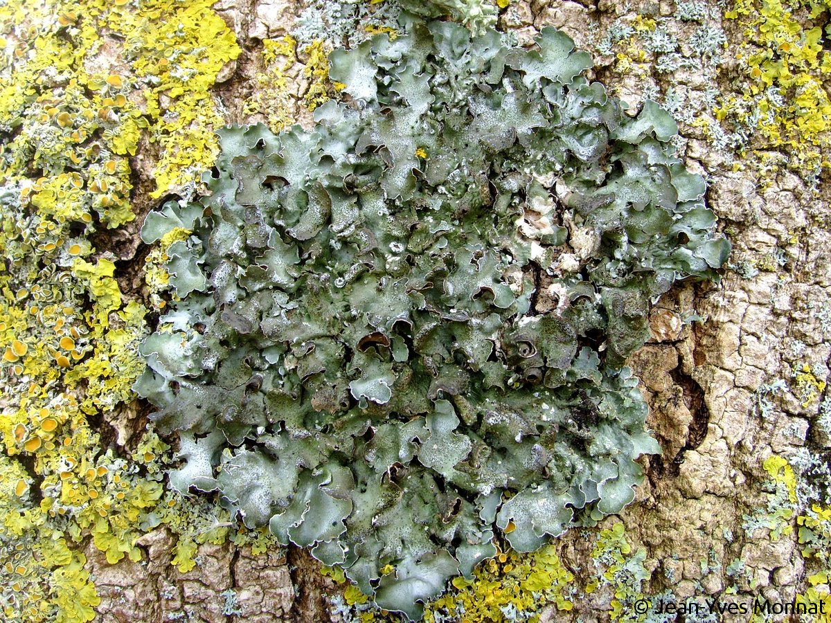 <i>Pleurosticta acetabulum</i>  thalle foliacé, sur écorce (44, Frossay)