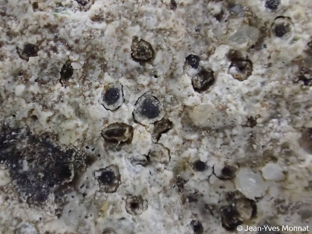 <i>Polyblastia sepulta</i>  thalle et périthèces immergés, sur joints de mortier [leg. Yves Brien] (56, Locmaria)