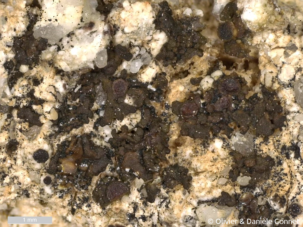 <i>Blennothallia crispa</i>  thalle et apothécies sur mortier (29, Plogoff)