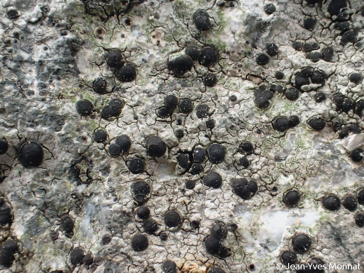 <i>Porpidia crustulata</i>  thalle et apothécies lécidéines (56, Séné)