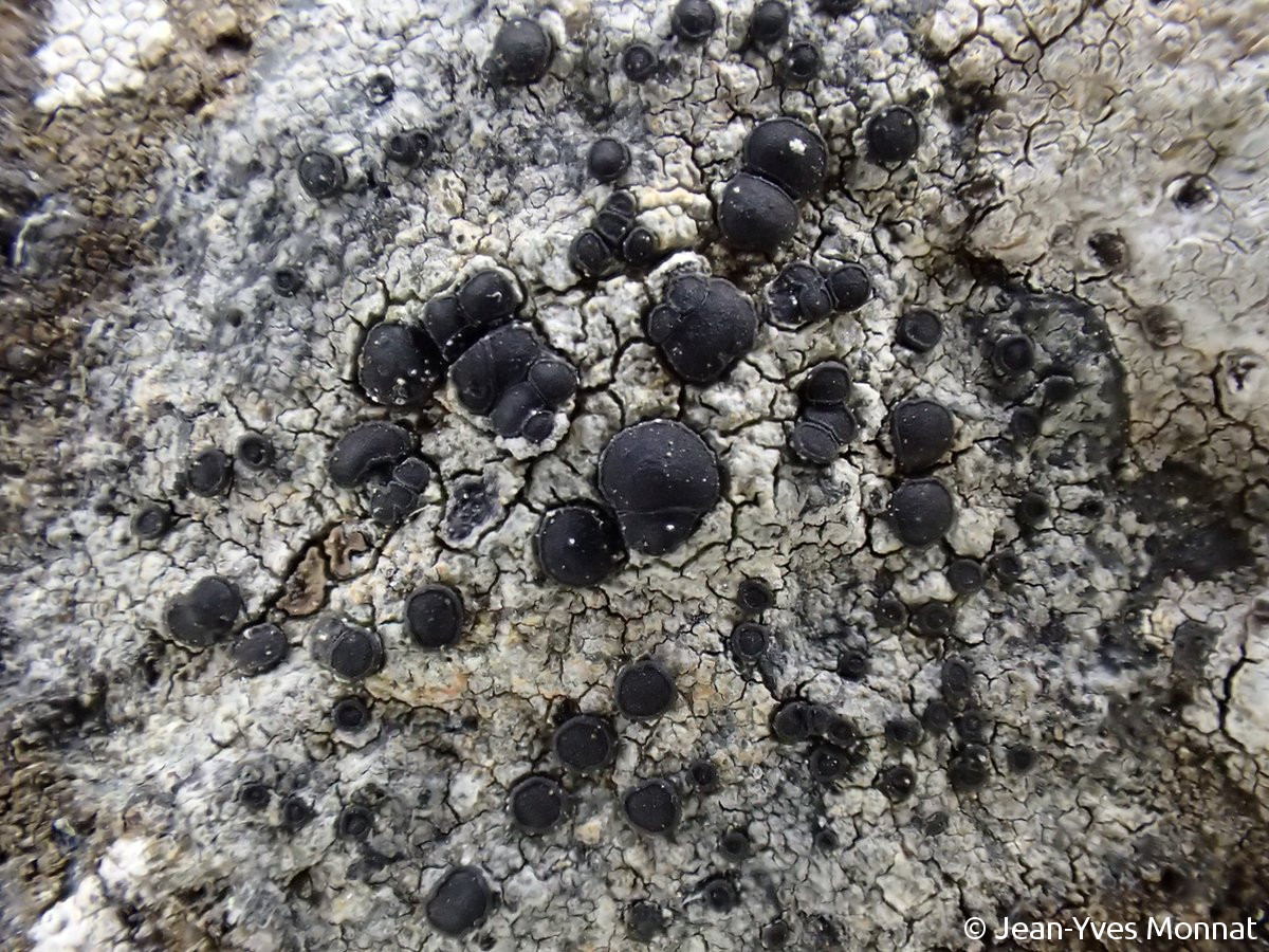 <i>Porpidia crustulata</i>  thalle et apothécies à bord mince et persistant (56, Vannes)