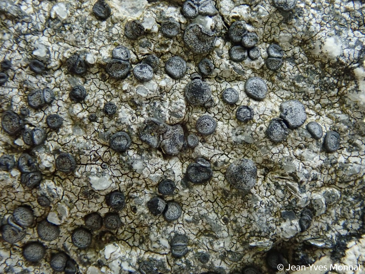 <i>Porpidia platycarpoides</i>  thalle et apothécies pruineuses (29, Plogoff)