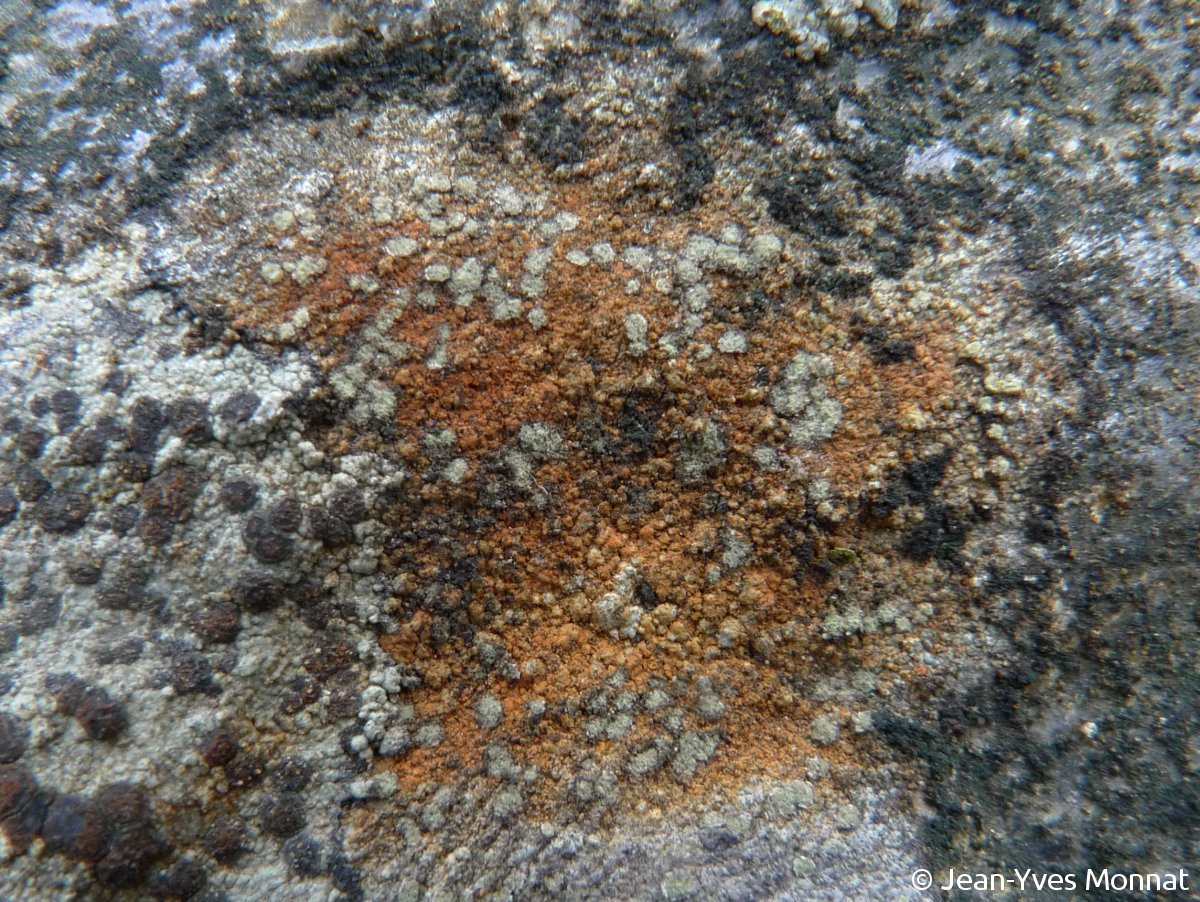 <i>Porpidia soredizodes</i>  thalle et soralies (29, Plounéour-Ménez)
