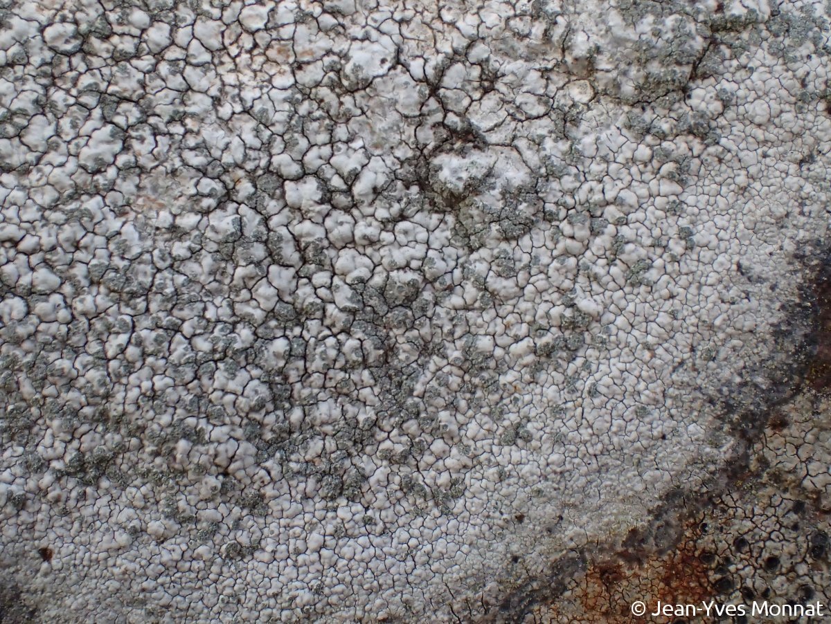 <i>Porpidia tuberculosa</i>  thalle et soralies (22, Gurunhuel)