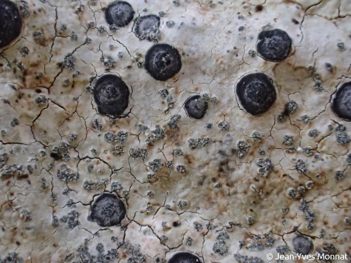 <i>Porpidia tuberculosa</i>  thalle fertile avec apothécies et soralies