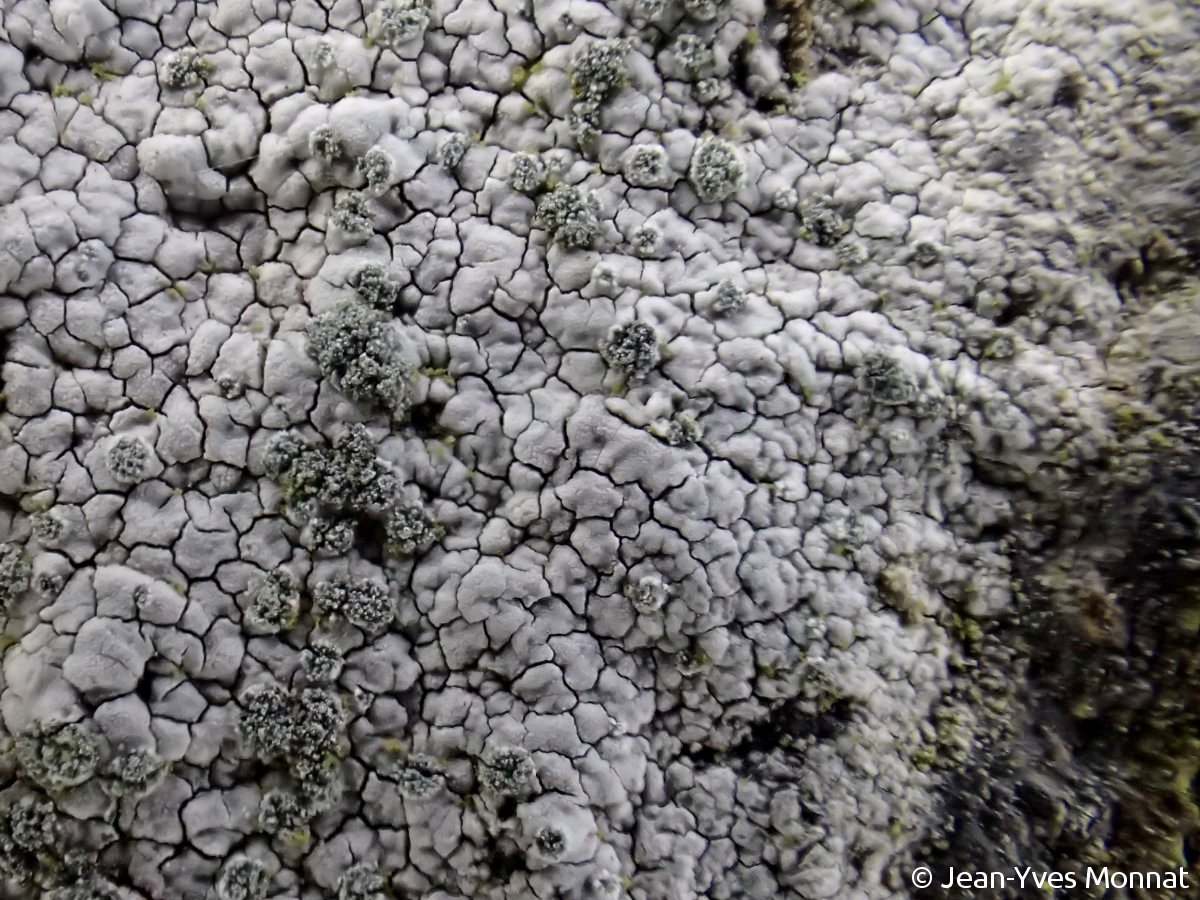 <i>Porpidia tuberculosa</i>  soralies, vue rapprochée (22, Gurunhuel)