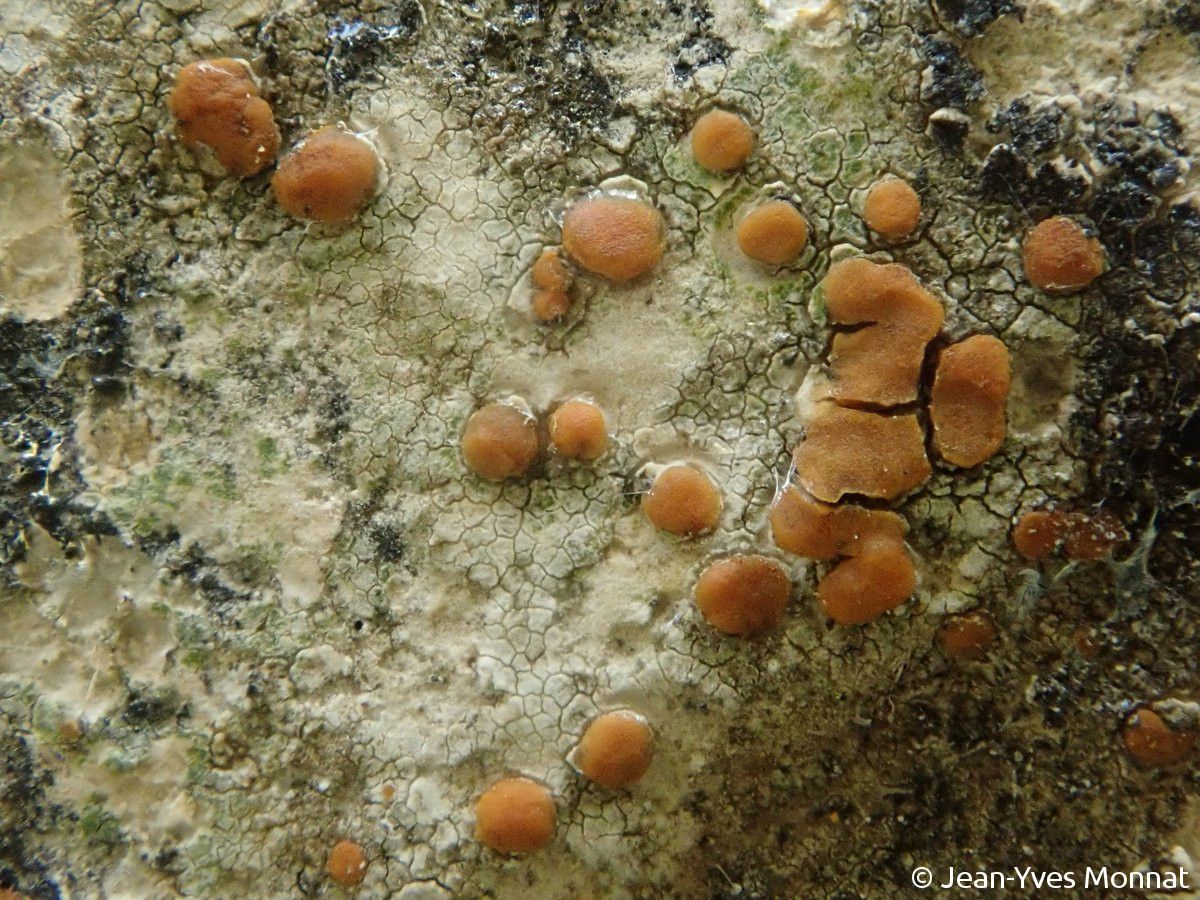 <i>Protoblastenia calva</i>  thalle et apothécies (64, Monein)