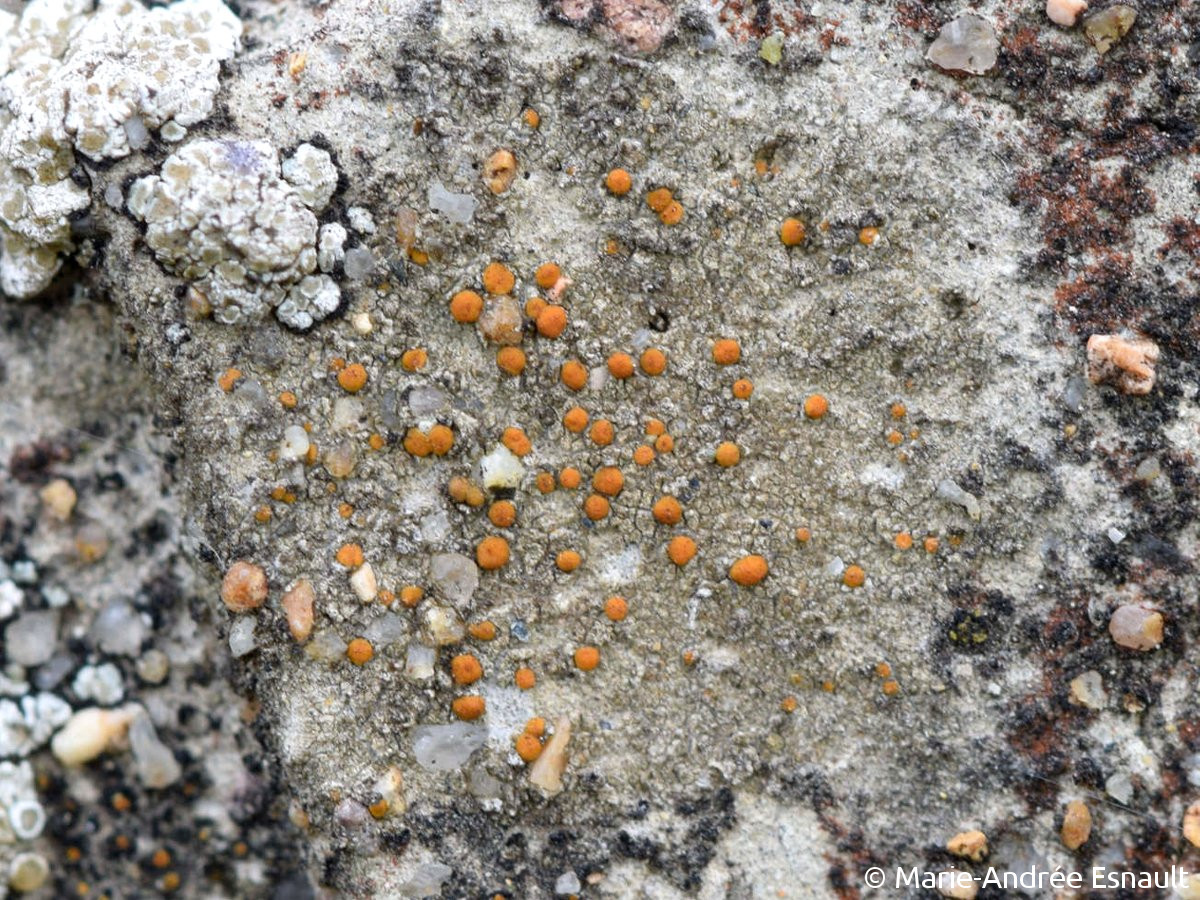 <i>Protoblastenia rupestris</i>  thalle et apothécies sur joint de maçonnerie (44, Passay)