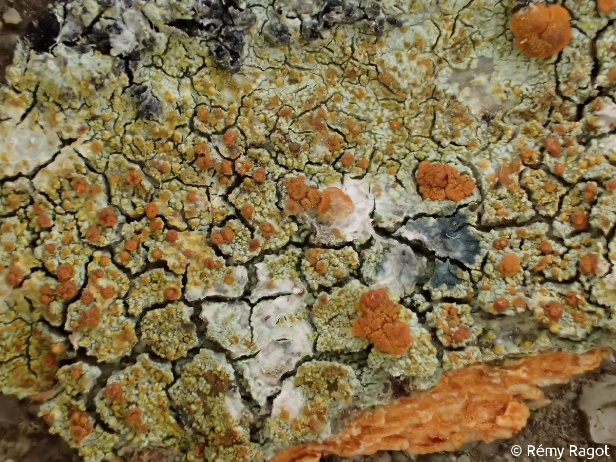 <i>Caloplaca flavorubescens</i>  thalle et apothécies (29, Plonéour-Lanvern)