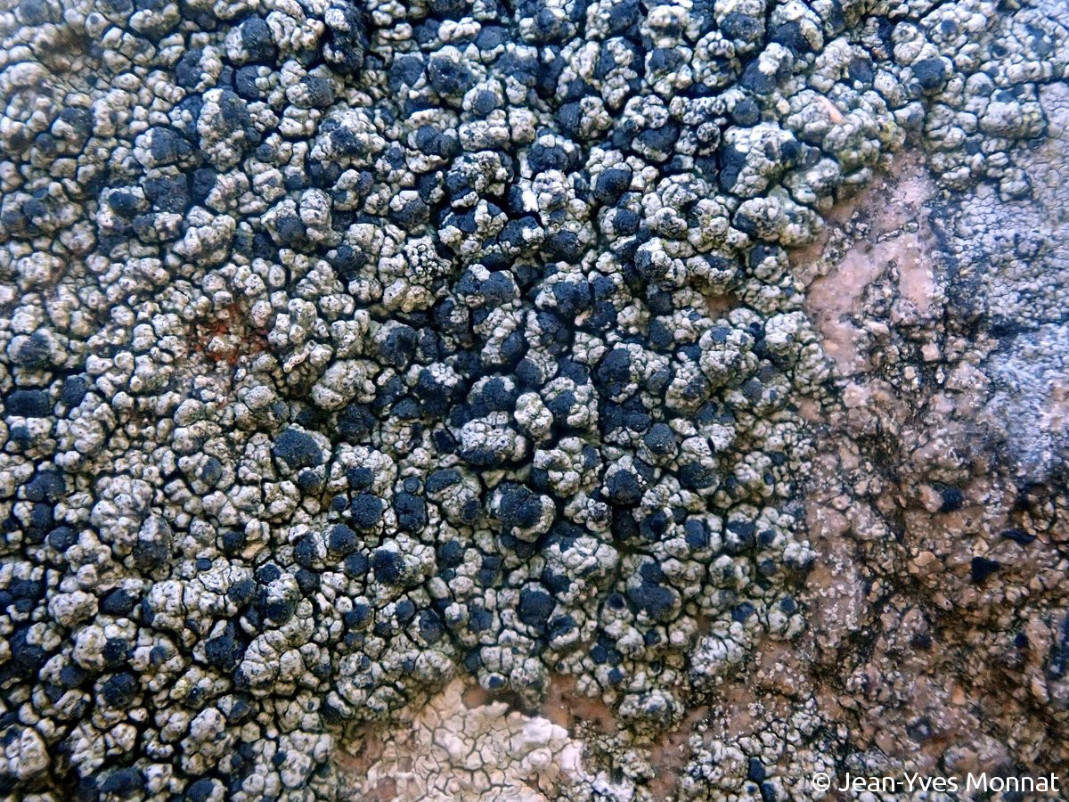 <i>Tylothallia biformigera</i>  thalle et apothécies, vue générale (29, Cléden-Cap-Sizun)