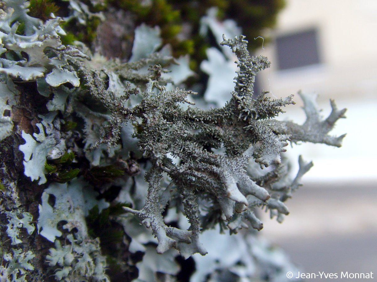 <i>Pseudevernia furfuracea</i>  thalle fruticuleux ididié (12, Rieupeyroux)