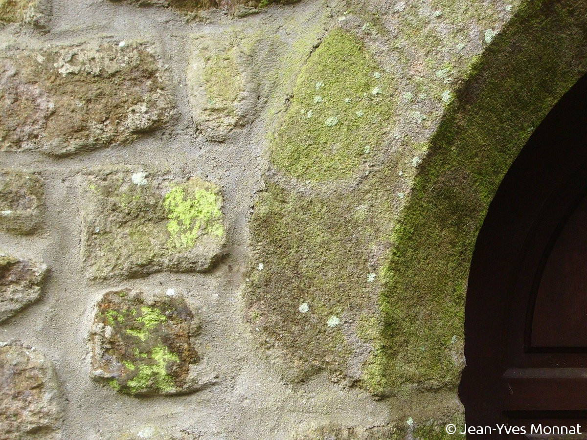 <i>Psilolechia lucida</i>  thalles sur moellons granitiques (56, Plouay)