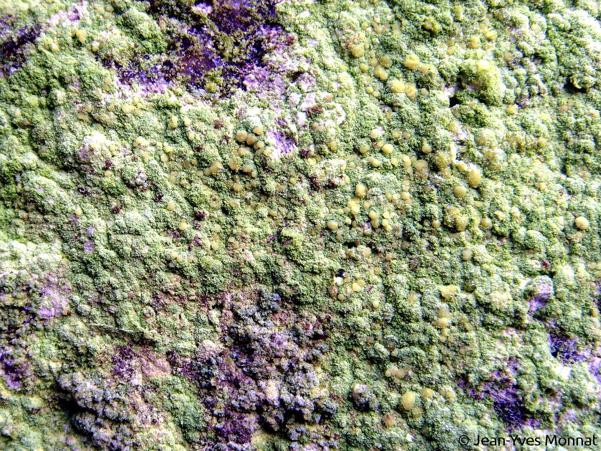 <i>Psilolechia lucida</i>  thalle fertile (56, Plouay)