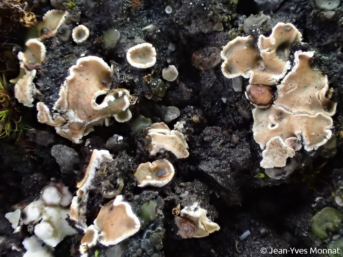 <i>Psora decipiens</i>  thalle squamuleux (08, Givet)