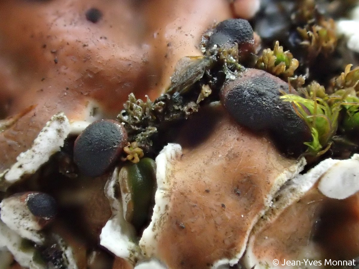 <i>Psora decipiens</i>  vue rapprochée des apothécies (08, Givet)
