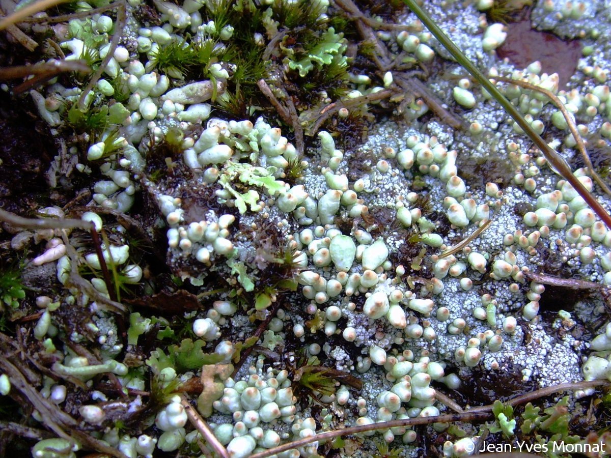 <i>Pycnothelia papillaria</i>  forme à podétions très réduits (35, Iffendic)