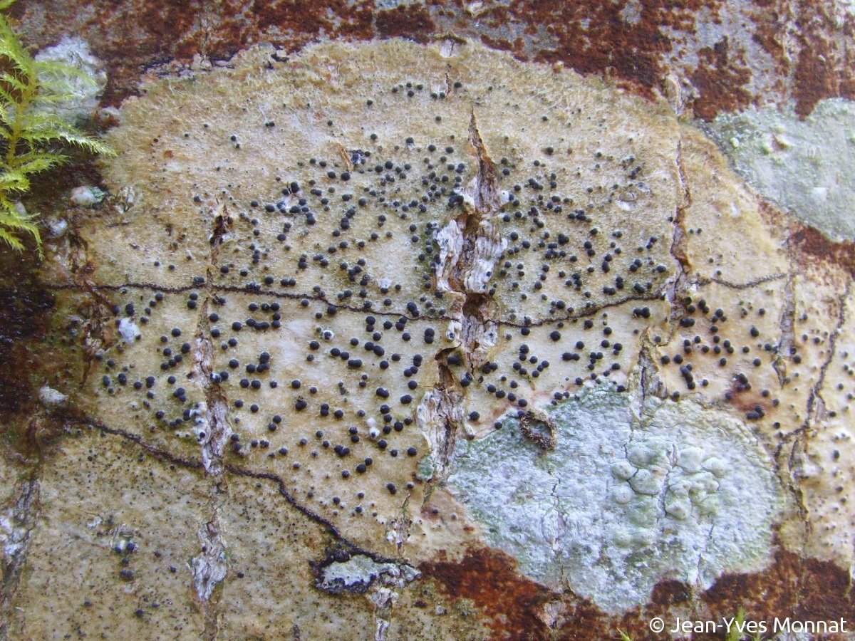 <i>Pyrenula chlorospila</i>  thalle et périthèces (56, Plouay)