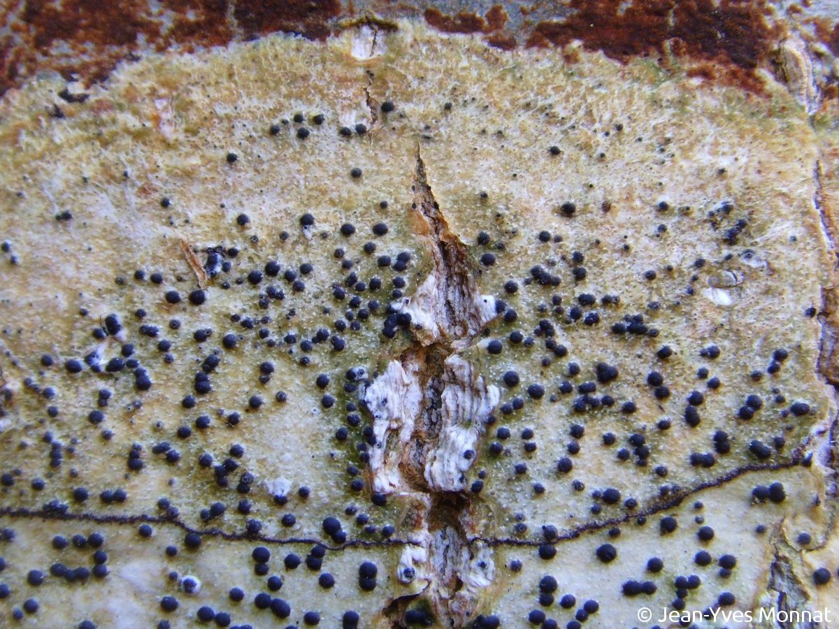 <i>Pyrenula chlorospila</i>  thalle et périthèces (56, Plouay)