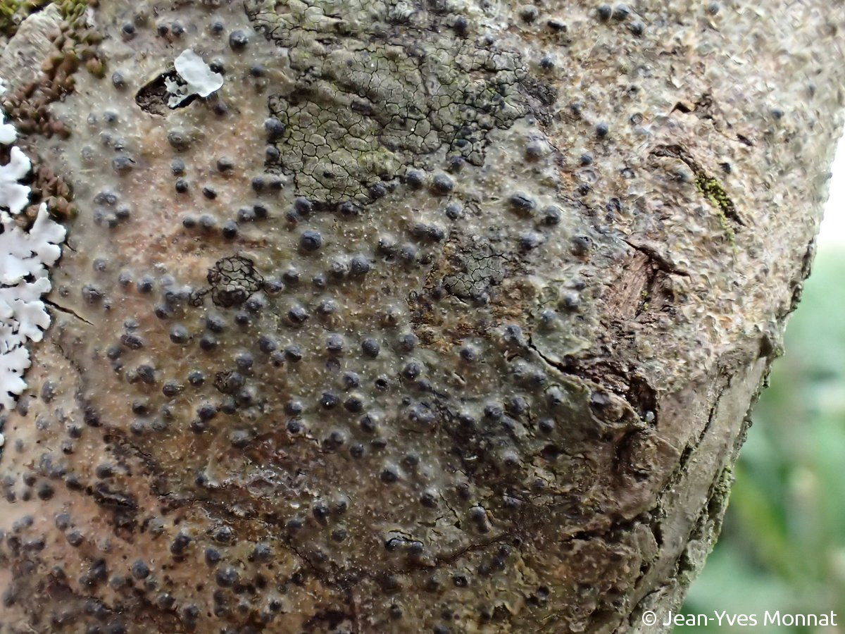<i>Pyrenula macrospora</i>  thalles et périthèces sur branche de pommier (29, Goulien)