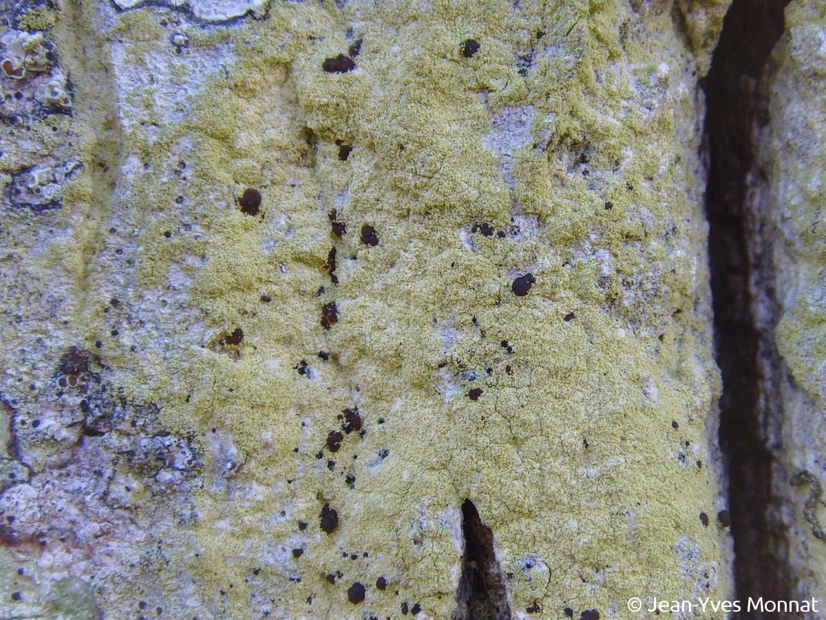 <i>Pyrrhospora quernea</i>  thalle entièrement poudreux et apothécies (56, Berné)